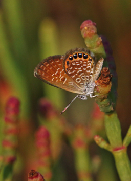 Eastern Pygmy-Blue